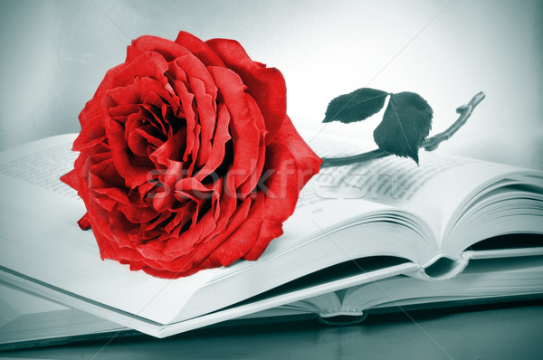 red rose and some books Stock photo © nito