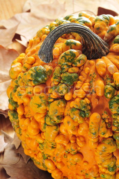pumpkin Stock photo © nito