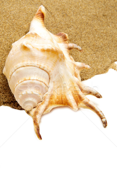 giant spider conch shell on the sand Stock photo © nito