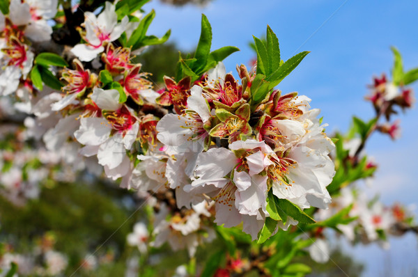 Amande arbre plein fleurir branche Photo stock © nito