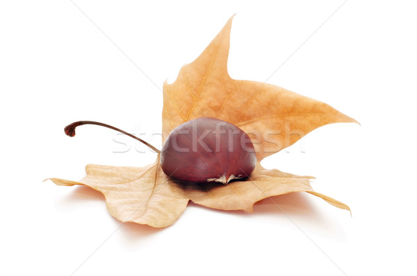 chestnut and autumn leaf Stock photo © nito