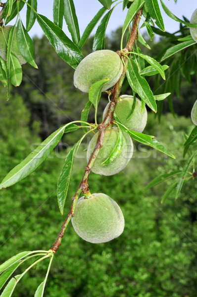 almond tree Stock photo © nito