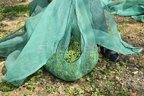 harvesting olives in Spain Stock photo © nito
