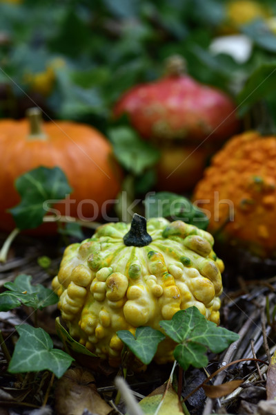 pumpkins in the garden Stock photo © nito