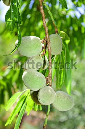 Mandula fa gyümölcsök közelkép ág tavasz Stock fotó © nito
