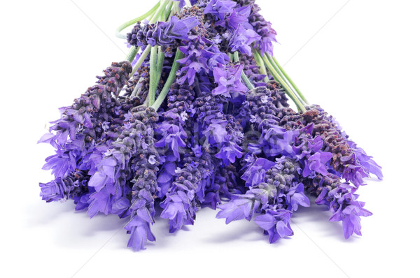 Lavanda monte flores branco médico jardim Foto stock © nito