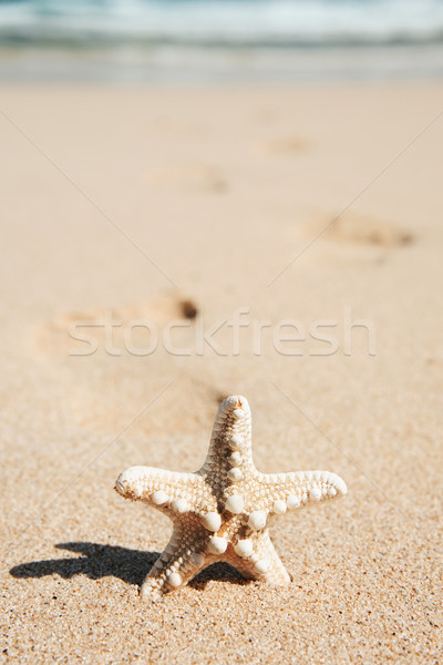 Starfish песок пляж одиноко морем Сток-фото © nito