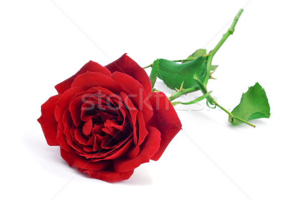 Stock photo: red rose