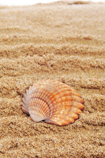 seashell on the sand Stock photo © nito