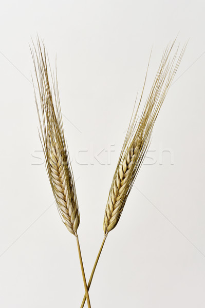 crossed wheat ears Stock photo © nito