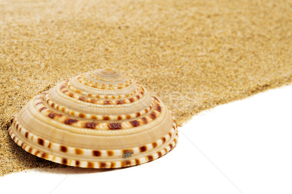 spired conch shell on the sand Stock photo © nito