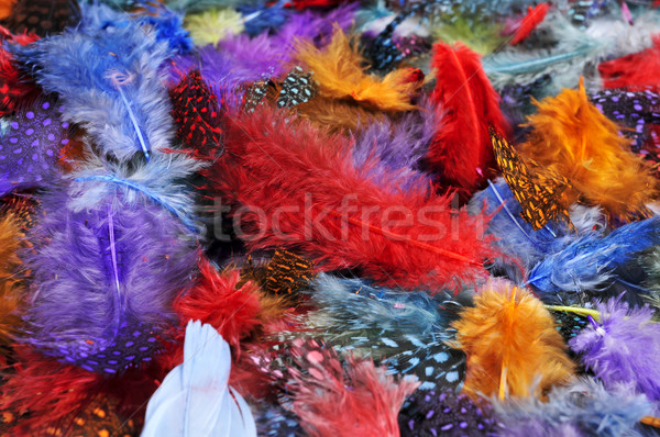 feathers of different colors Stock photo © nito
