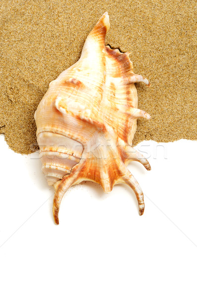 Stock photo: giant spider conch shell on the sand