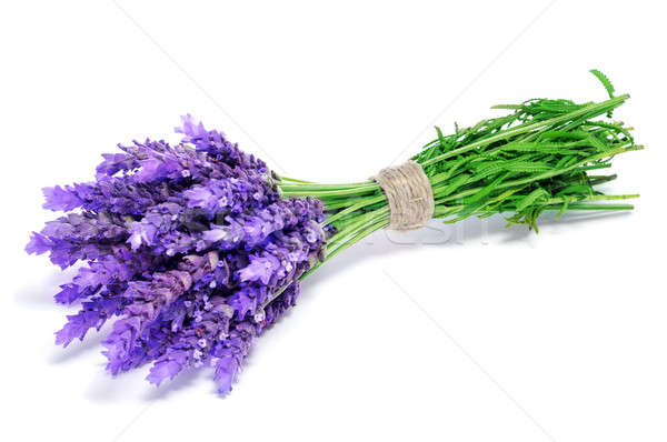 lavender flowers Stock photo © nito