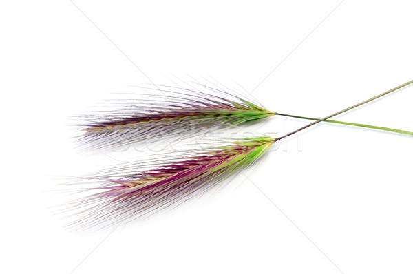 barley spikes Stock photo © nito