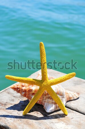 starfish on the back of a young man  on the beach Stock photo © nito