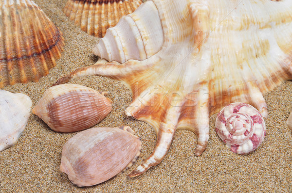 seashells on the sand Stock photo © nito