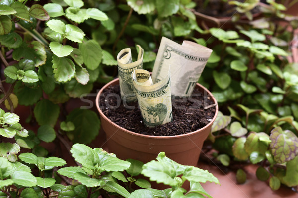money plant Stock photo © nito