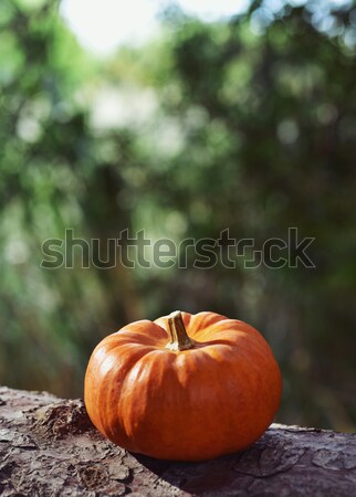 pumpkin on a tree Stock photo © nito