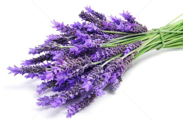 Lavendel Blumen weiß medizinischen Hintergrund Stock foto © nito