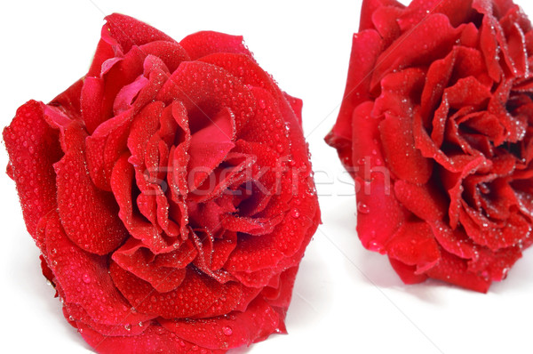 red roses Stock photo © nito