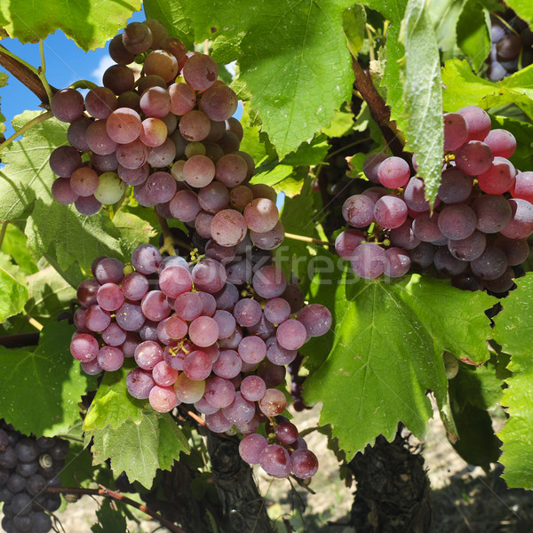 виноград винограда зрелый продовольствие фрукты Сток-фото © nito