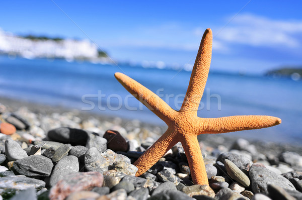 seastar in the seashore Stock photo © nito