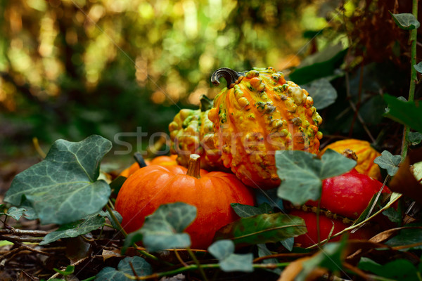 pumpkins in the garden Stock photo © nito