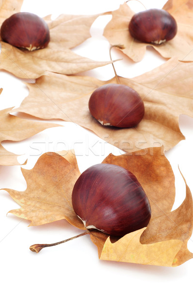 chestnuts Stock photo © nito