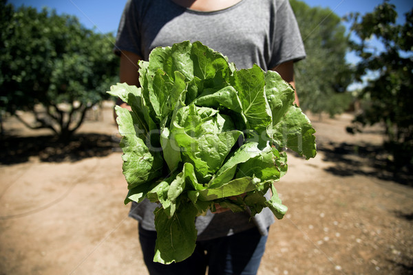 young man with a romaine lettuce Stock photo © nito