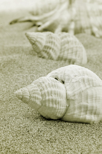 conchs on the sand Stock photo © nito