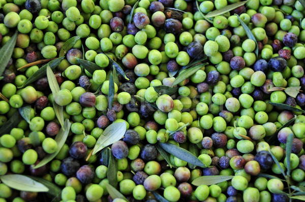 arbequina olives Stock photo © nito