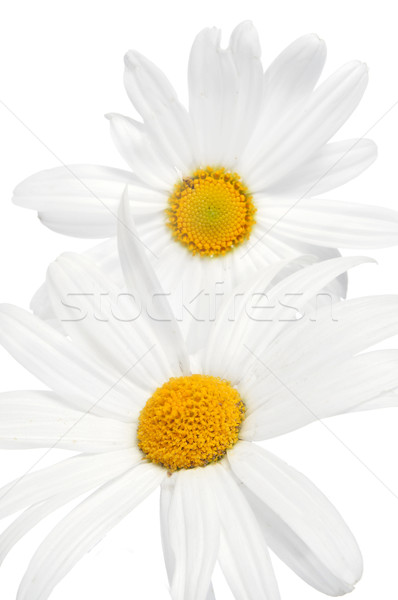 oxeye daisies Stock photo © nito