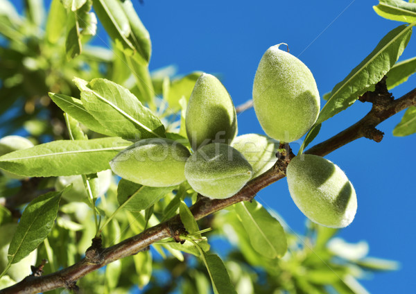 branch of almond tree with green almonds Stock photo © nito