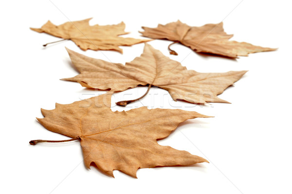 autumn leaves Stock photo © nito