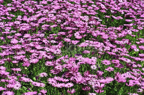 wild daisies Stock photo © nito