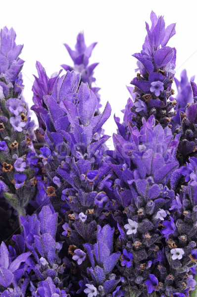 lavender flowers Stock photo © nito