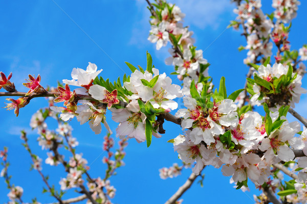 Amande arbre plein fleurir branche Photo stock © nito
