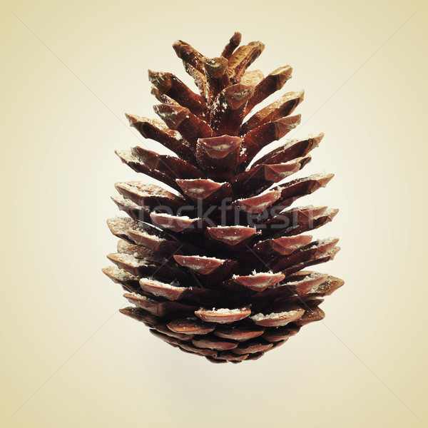 pine cone Stock photo © nito