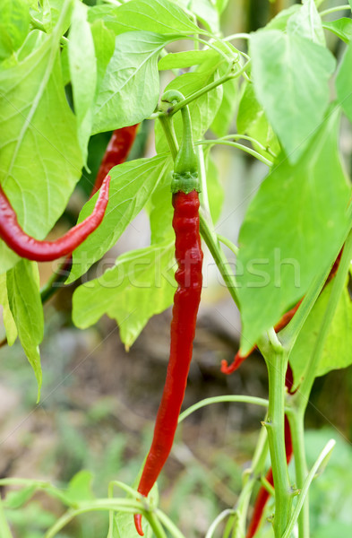 Rot Chilischoten Anlage Essen heißen Stock foto © nito