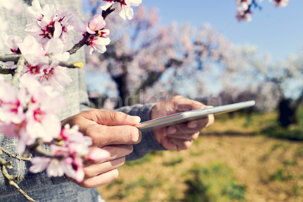 man with a tablet computer in a grove of almond trees in full bl Stock photo © nito