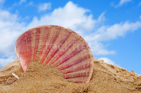 Stock photo: seashell on the sand