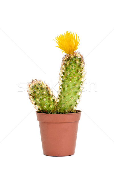 ladyfinger cactus with a yellow flower Stock photo © nito