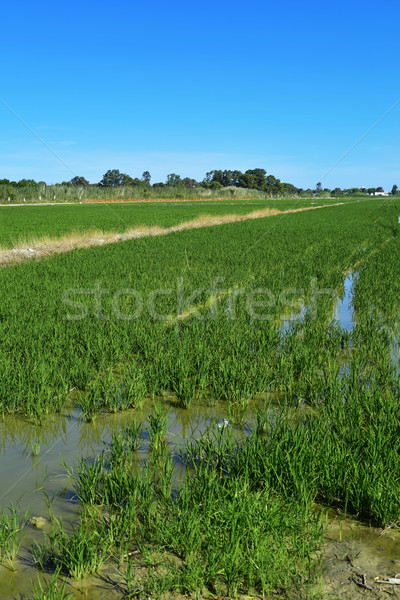 paddy field in the Albufera in Valencia, Spain Stock photo © nito