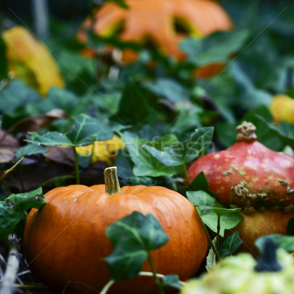 Stock photo: pumpkins in the garden