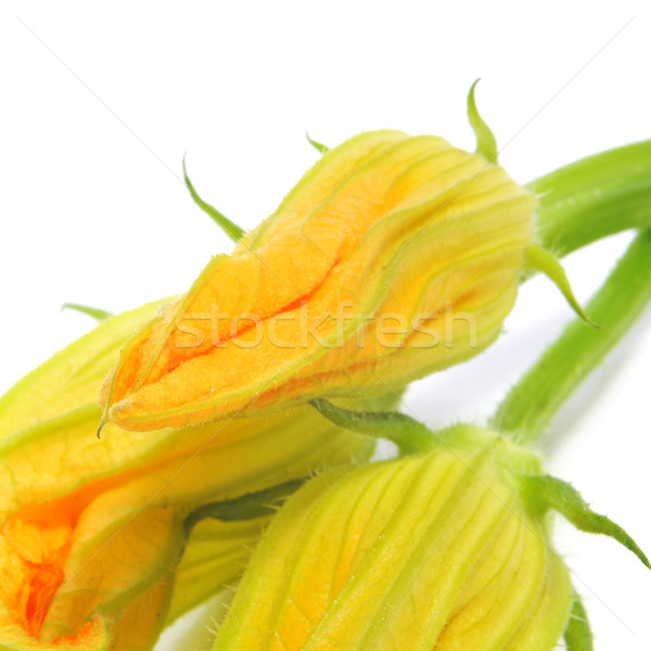 zucchini flowers Stock photo © nito