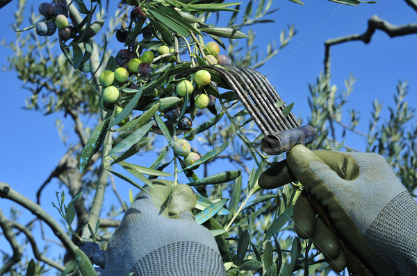 Stock photo: harvesting arbequina olives in an olive grove in Catalonia, Spai
