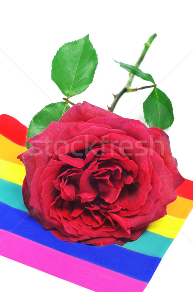 Kırmızı gül gökkuşağı bayrak çiçek imzalamak Stok fotoğraf © nito