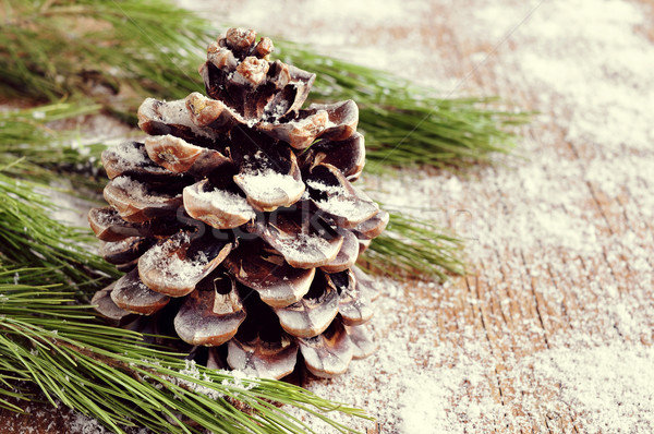 snowy pine cone Stock photo © nito