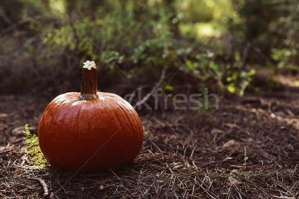 pumpkin on the ground in a back yard Stock photo © nito